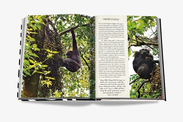 African Adventures Book-Home-Uniquities