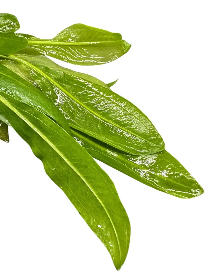 Amazon Sword pot — live aquarium sword plant bundle