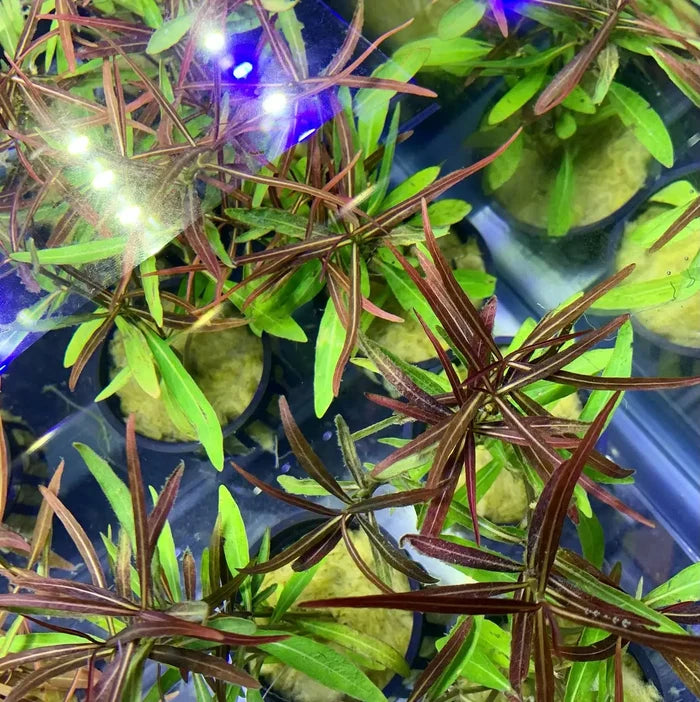 Hygrophila Araguaia potted plant with purple green leaves in blue light