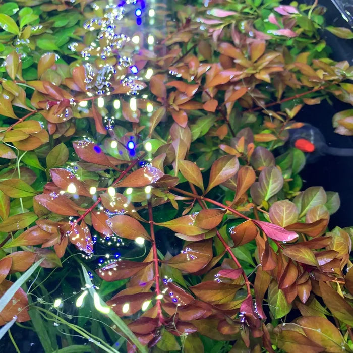 Ludwigia palustris — live aquarium plant with copper-toned leaves