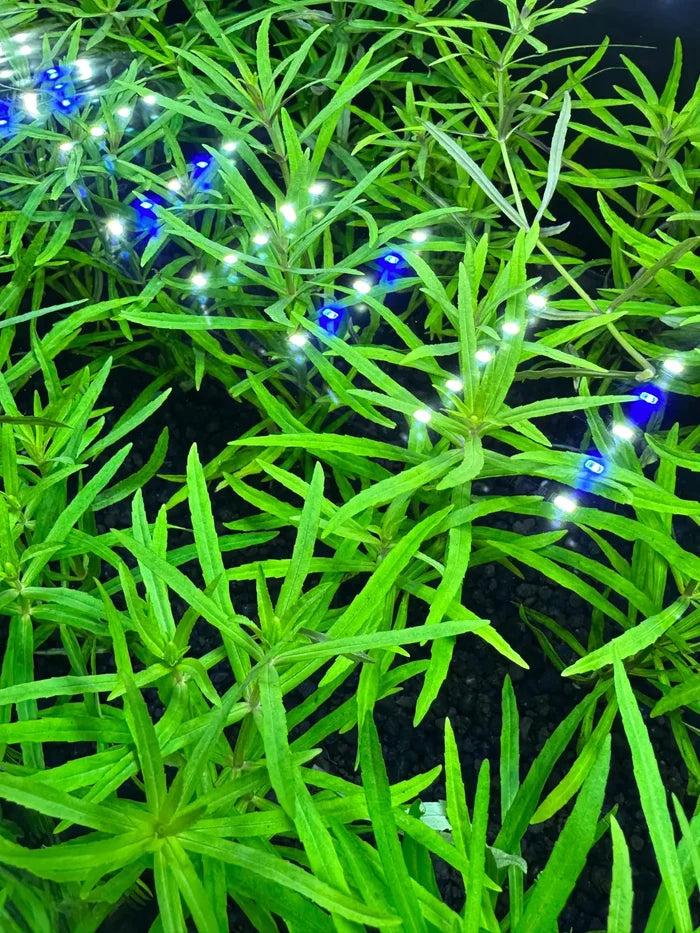 Pogostemon Stellatus Narrow-Leaf aquatic plant with blue flowers