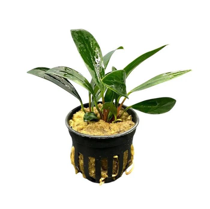 Anubias Afzelii Pot: Green leafy plant in black pot with gold accents