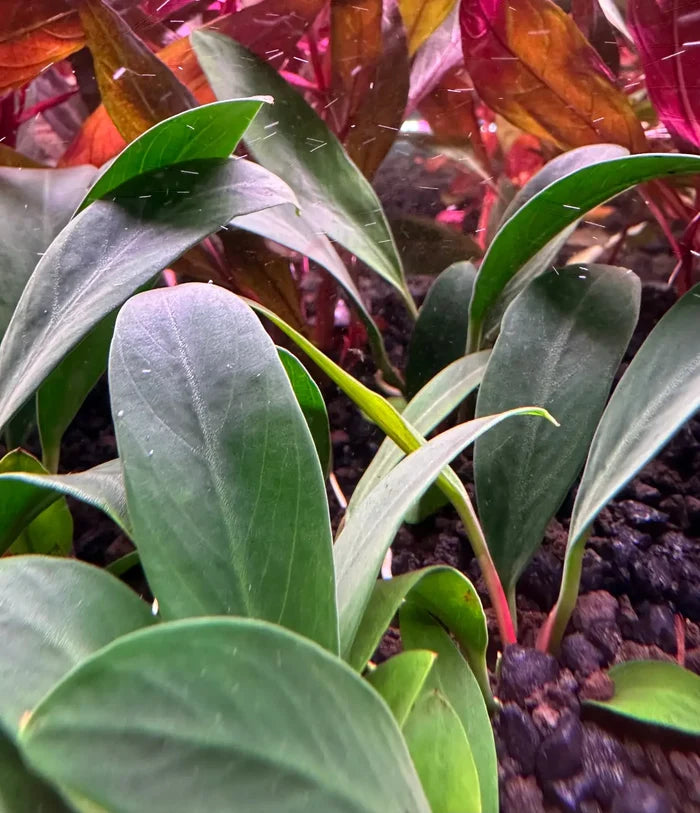 Anubias Afzelii Pot with green glossy leaves and red stem
