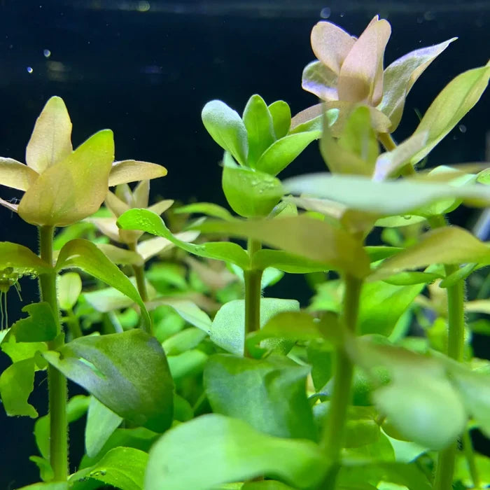 Bacopa caroliniana pot — live aquarium plant with delicate flowers and broad leaves