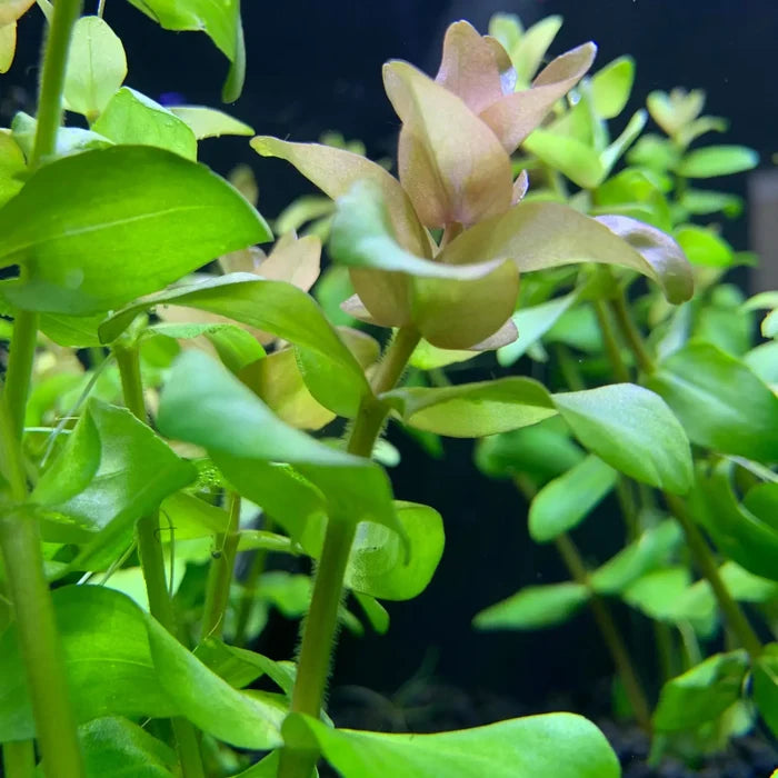 Pale pink Bacopa Caroliniana flower with green leaves floating in water