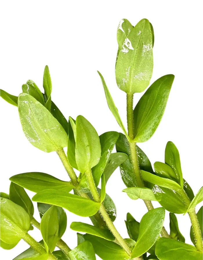 Bacopa Caroliniana pot with green leafy plant and water droplets