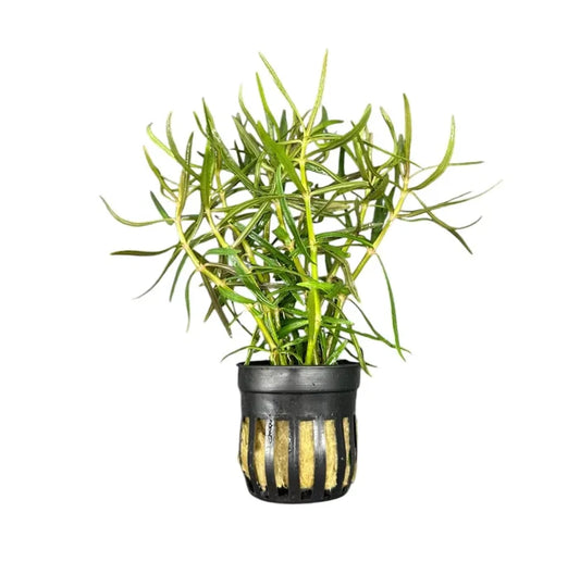 Eustralis Stellata pot — live aquarium plant in black striped mesh pot