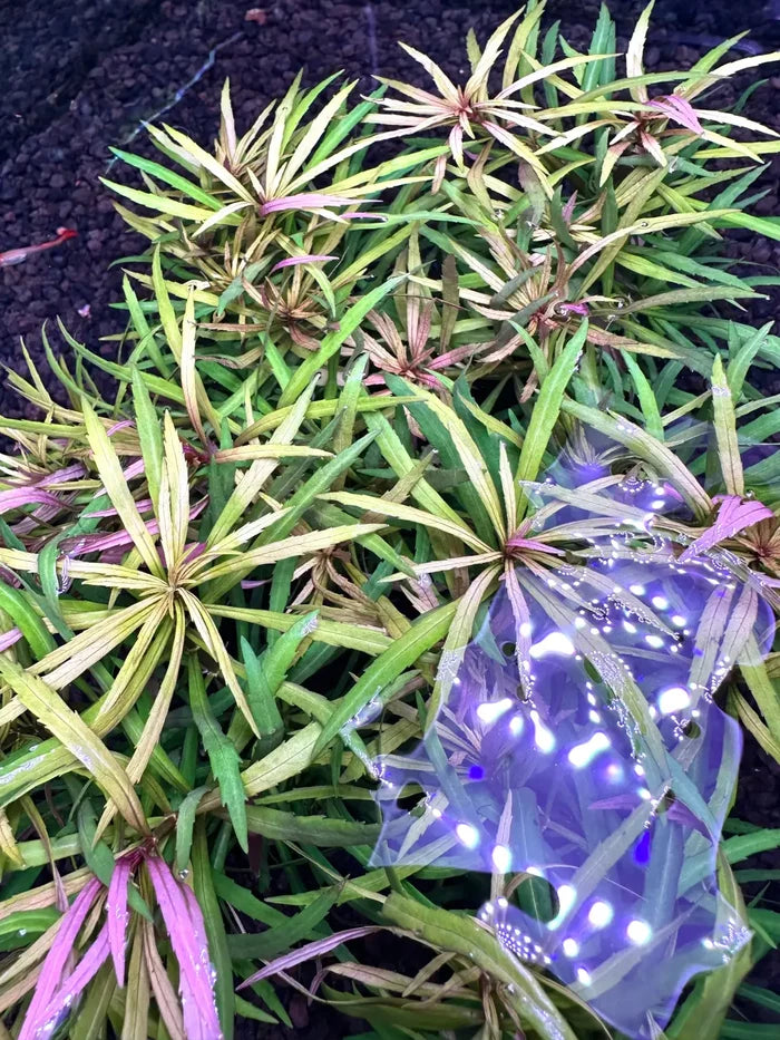 Eustralis Stellata pot — live plant with star-shaped purple leaf whorls