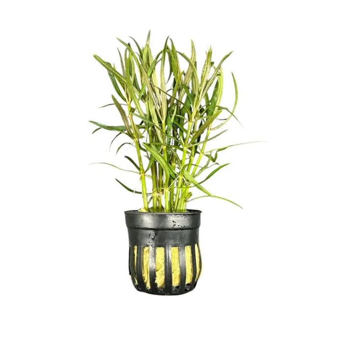 Eustralis Stellata pot — live aquarium stem plant with slender leaves