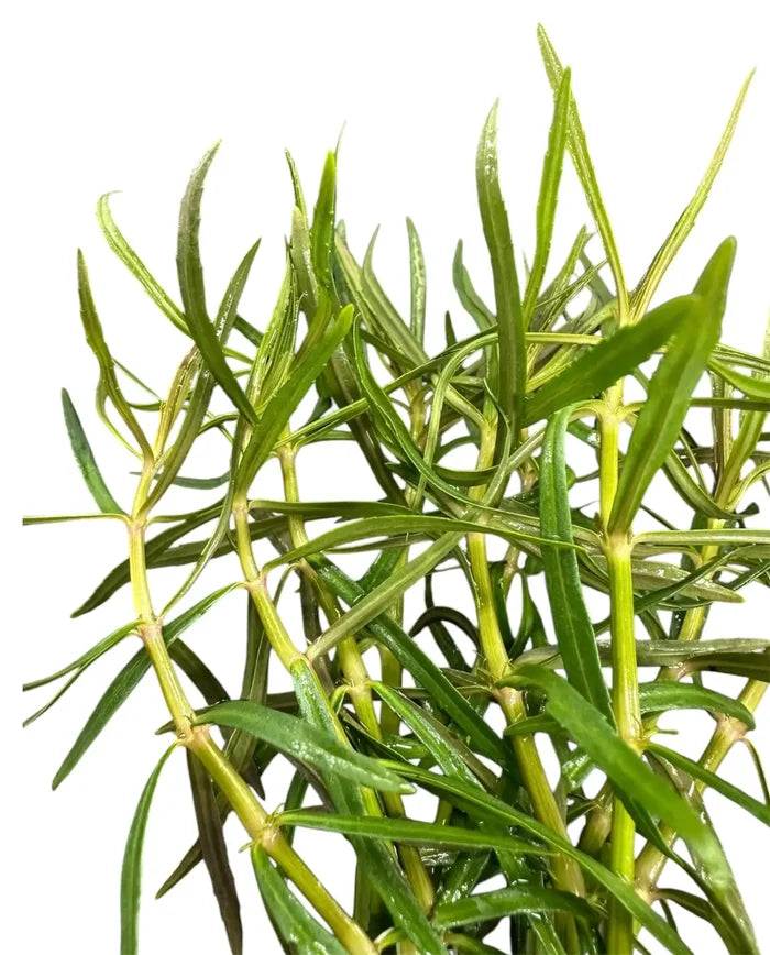Eustralis Stellata pot — live aquarium plant, needle-like green foliage