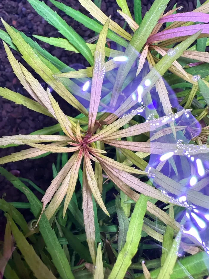 Eustralis Stellata pot — live aquarium plant with purple-tinted tips