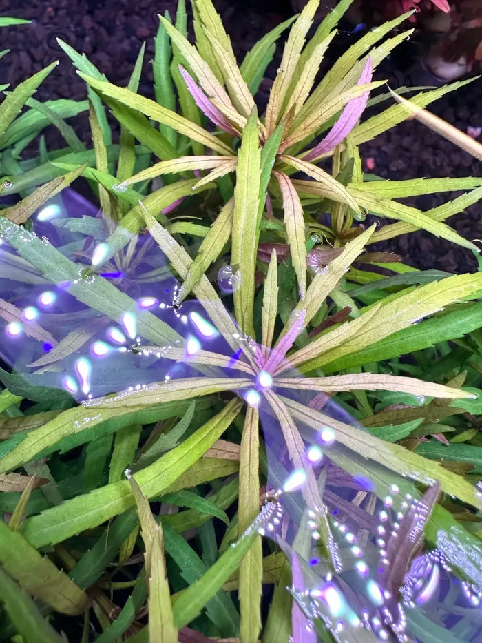 Eustralis Stellata pot — live stem plant with iridescent purple leaves