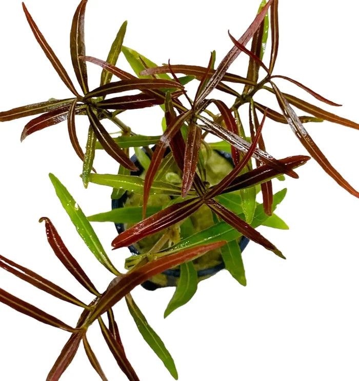 Red and green Hygrophila Araguaia plant in black pot with blue accents