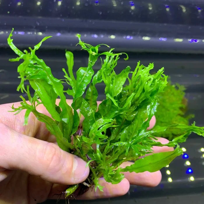 Java Fern Windelov in pot: green aquatic plant with delicate fronds