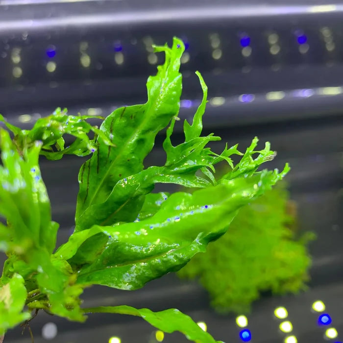 Java Fern Windelov pot with green serrated leafy aquatic plant