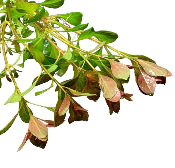 Ludwigia Palustris pot with glossy green leafy branch and brown edges