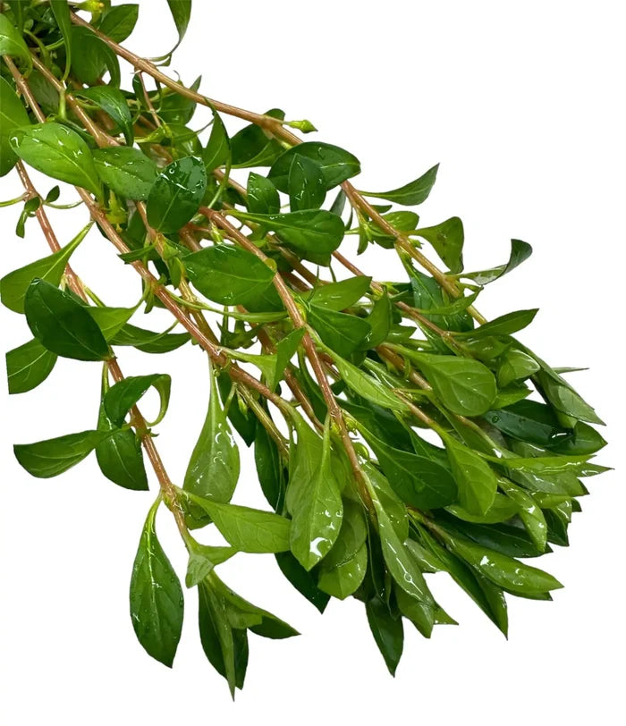 Ludwigia palustris pot — live aquarium stem plant with water droplets