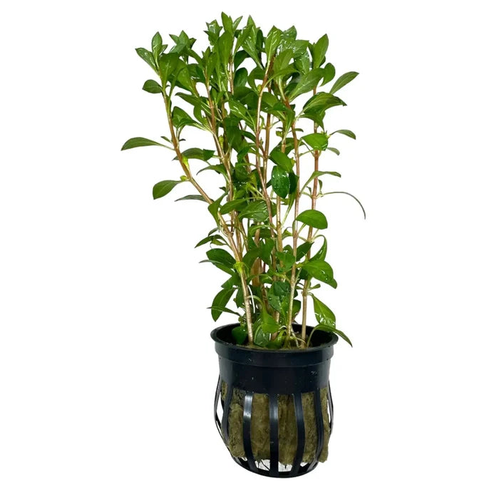 Ludwigia palustris — live aquarium plant in black mesh pot