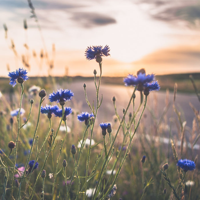Meadow