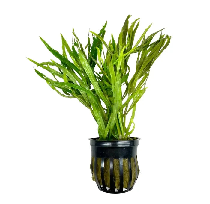 Pogostemon Stellatus Narrow-Leaf green aquatic plant in black pot for aquariums