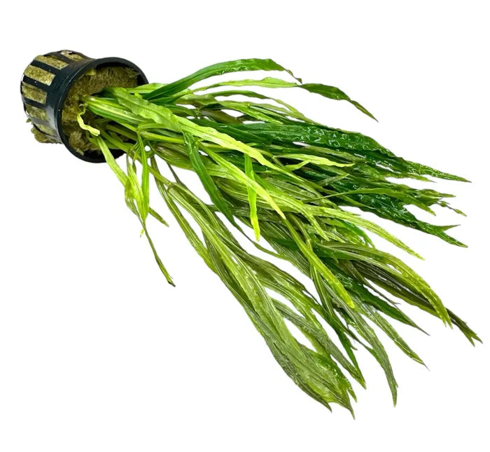 Pogostemon Stellatus narrow-leaf green aquatic plant in black striped pot