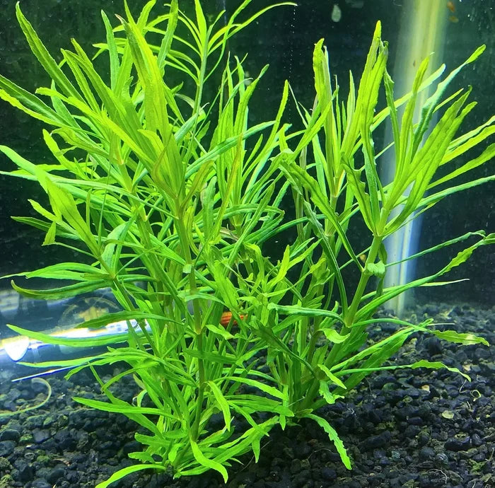 Pogostemon stellatus Narrow-Leaf — live aquarium stem plant in pot